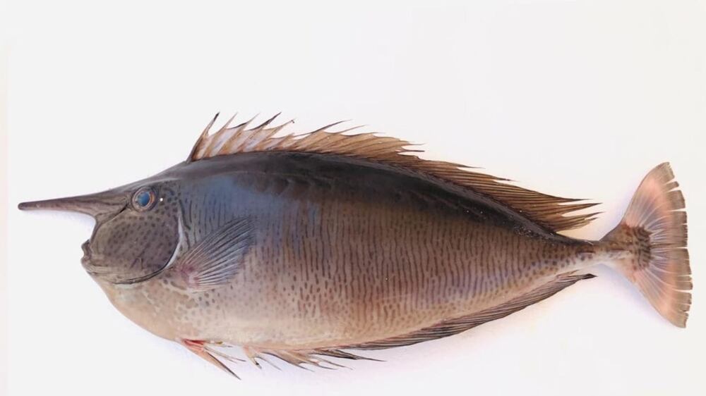 رصد نوع جديد من الأسماك في المياه العُمانية