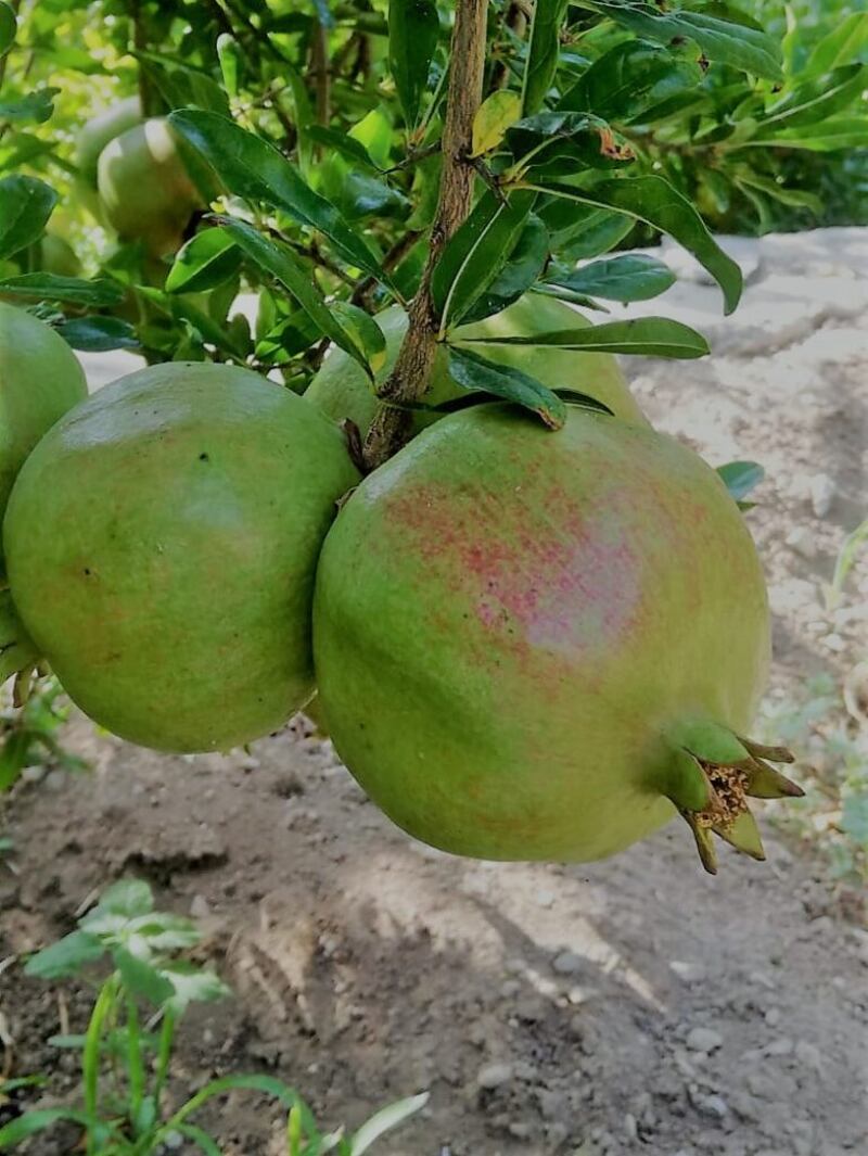 بداية حصاد الرمان في الجبل الأخضر