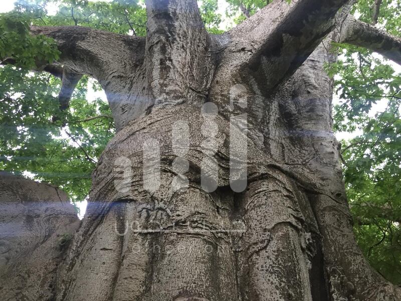 بالصور: مواطن يوثّق رسومات مثيرة وأشكالًا غريبة على  شجرة عملاقة عمرها أكثر من 2000 عام