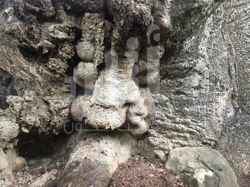 بالصور: مواطن يوثّق رسومات مثيرة وأشكالًا غريبة على  شجرة عملاقة عمرها أكثر من 2000 عام
