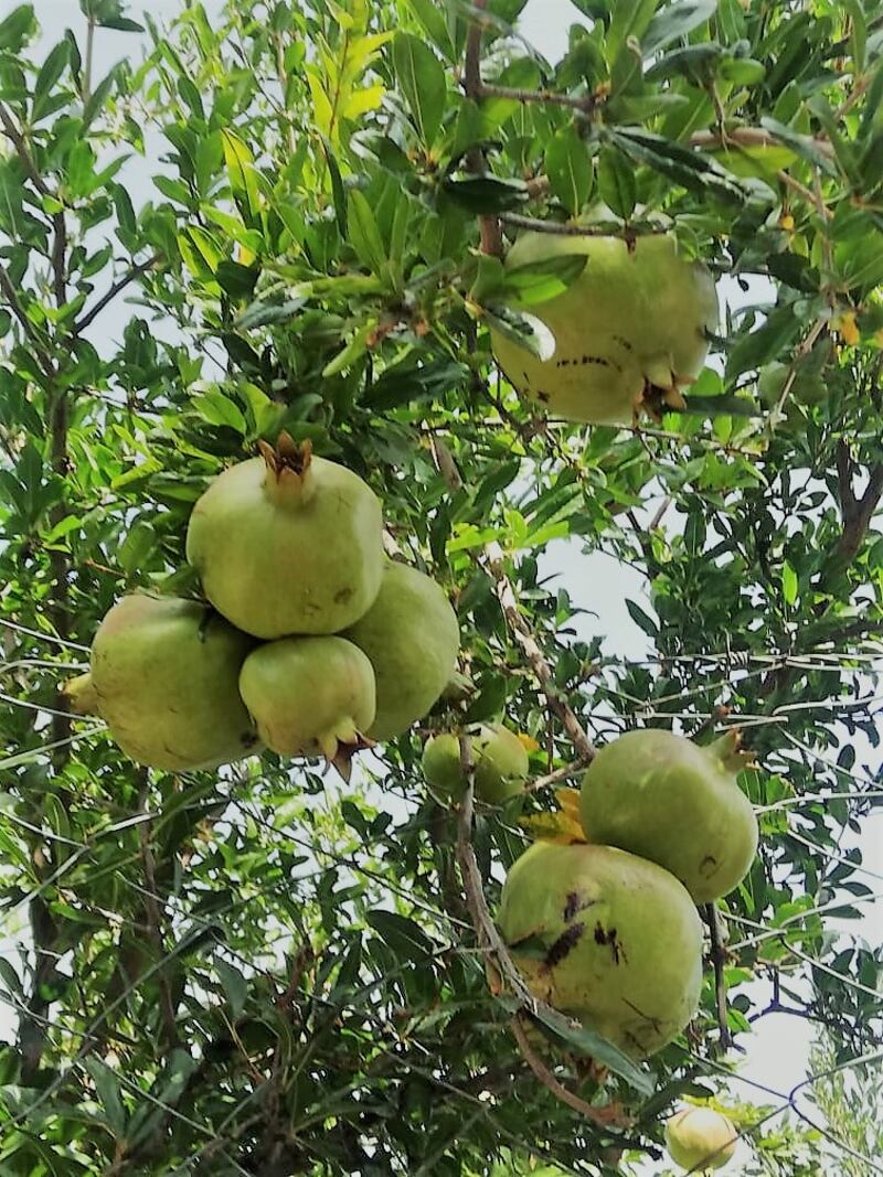 بداية حصاد الرمان في الجبل الأخضر