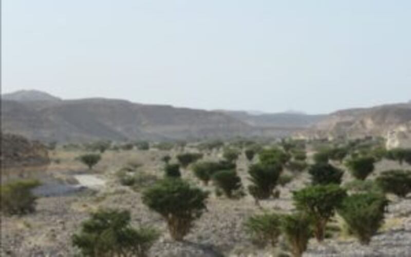 بالصور: حصاد اللبان برعاية السلطان