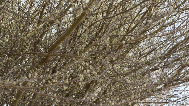 ماذا تعرف عن موسم عسل البرم؟