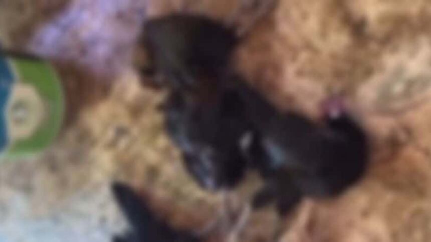 بعد مقطع مرئي من مواطن: اتخاذ إجراءات قانونية ضد إحدى المزارع