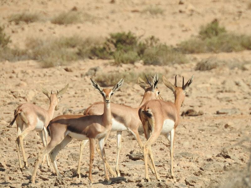 بالصور: تعرف على محمية رأس الشجر الطبيعية