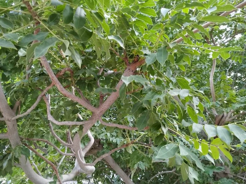 هل تذوقت يومًا طعم فاكهة اللمبج؟