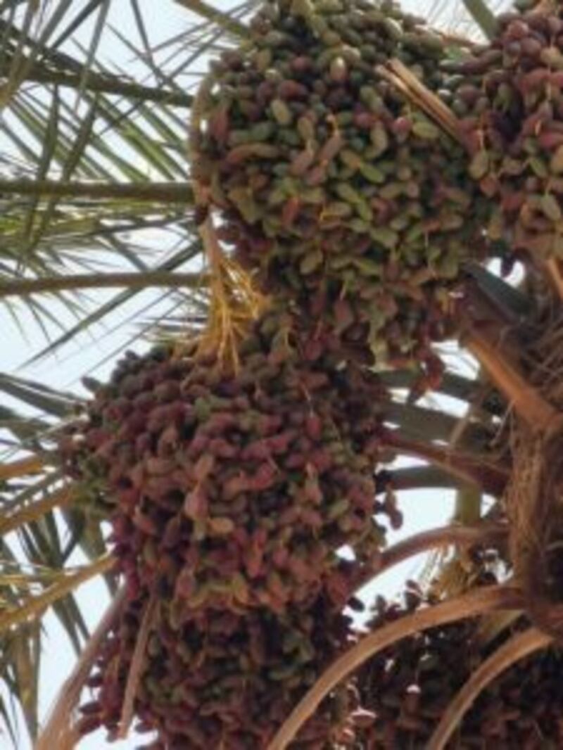 بدء تباشير القيظ في المضيبي