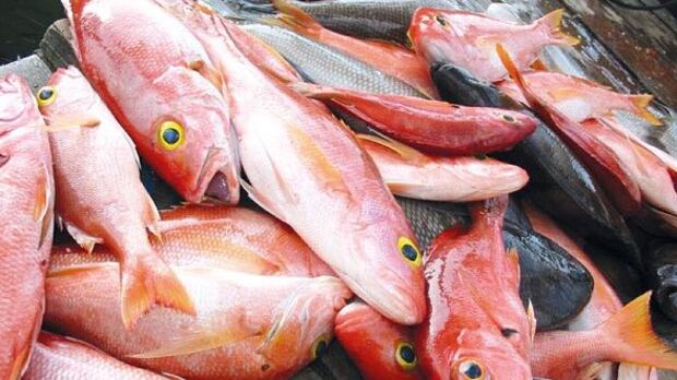 وزير الزراعة يصدر قرارًا وزاريًا