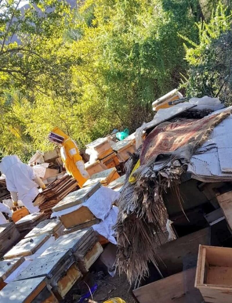 ضبط أكثر من 50 خلية نحل من سلالة غير عمانية