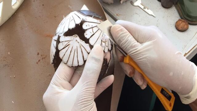 من رخيوت: عُمانيات يستثمرن “الطبيعة” لصناعة منتجات تراثية