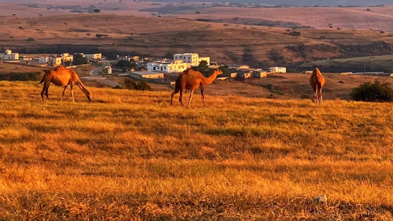 وسائل التواصل ساعدت في تداوله: دبرارتٌ.. فنٌ محلي من ظفار