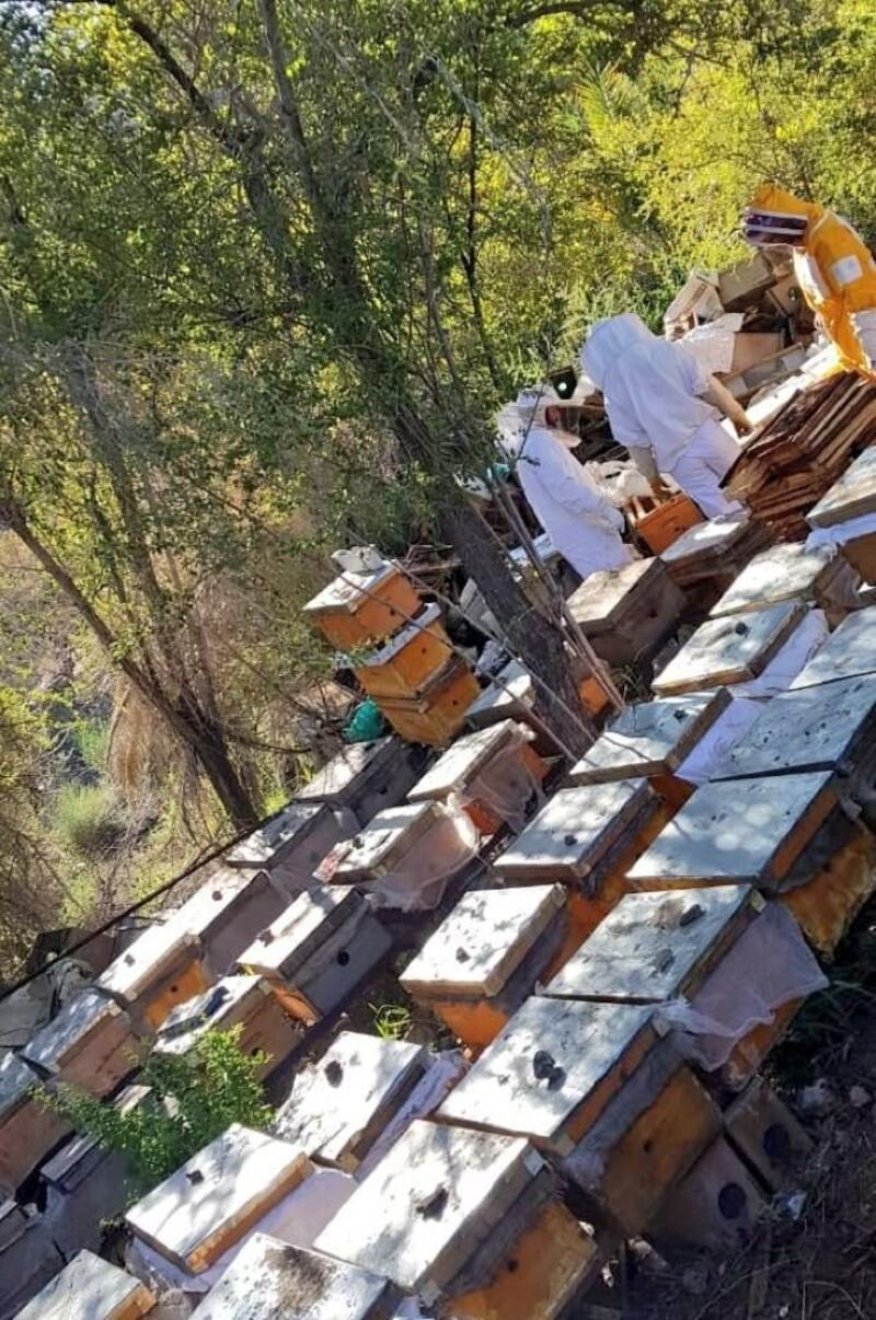 ضبط أكثر من 50 خلية نحل من سلالة غير عمانية
