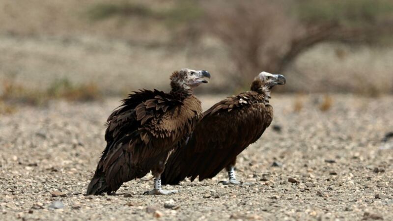 تركيب أول جهاز تعقب على طير مهدد بالانقراض