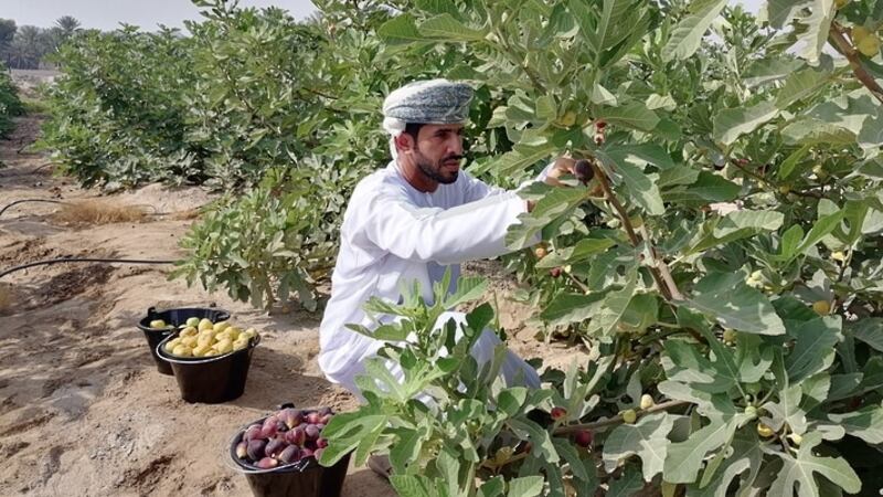 مواطن ينجح في إنتاج التين بكميات تجارية