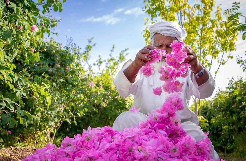 هل سمعت عن قطف الورود في الجبل الأخضر؛ إليك هذا التقرير عنه