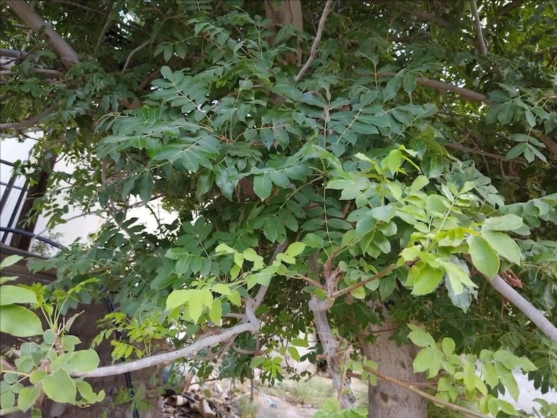 هل تذوقت يومًا طعم فاكهة اللمبج؟