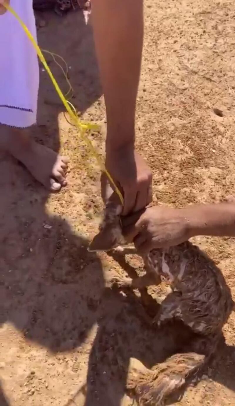 البيئة توضح حول مقطع لتعذيب الثعالب