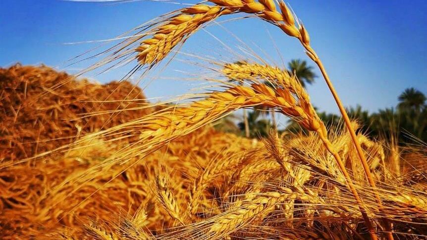 بدء حصاد القمح في 14 مزرعة