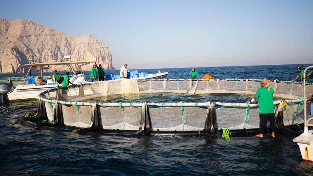 خيرٌ وفير من مشروع استثماري للأسماك في مسندم