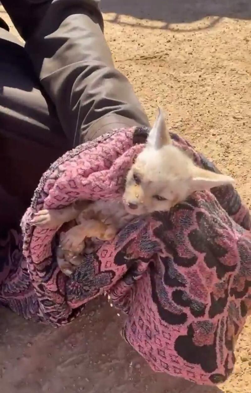 البيئة توضح حول مقطع لتعذيب الثعالب