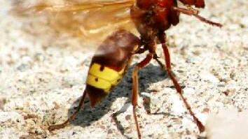 مواطن يشتكى من “الدبي” والزراعة تتفاعل