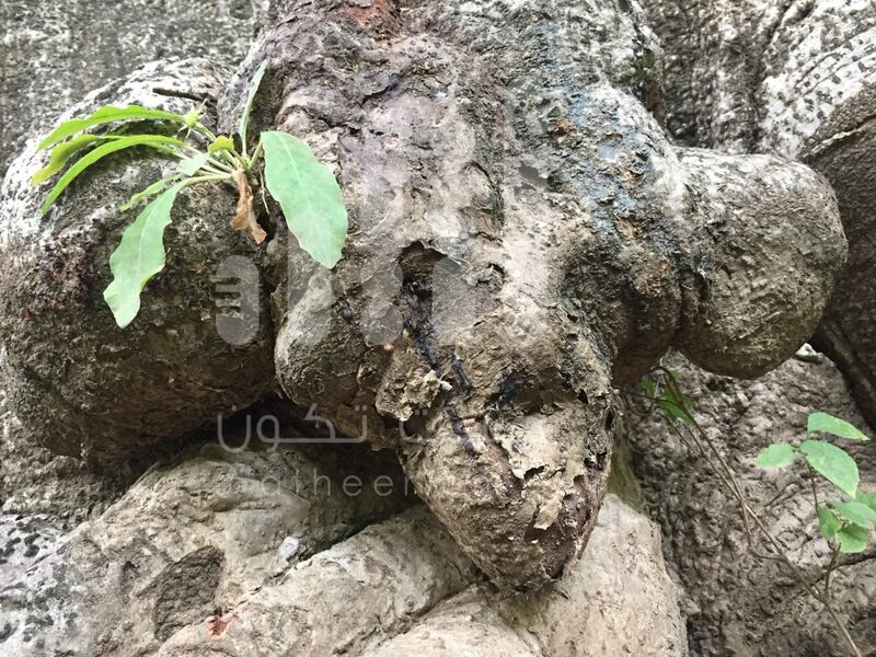 بالصور: مواطن يوثّق رسومات مثيرة وأشكالًا غريبة على  شجرة عملاقة عمرها أكثر من 2000 عام
