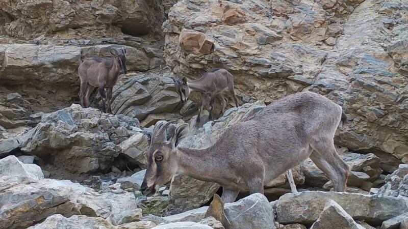 بالصور جهود بيئية متنوعة في البريمي