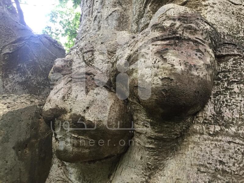 بالصور: مواطن يوثّق رسومات مثيرة وأشكالًا غريبة على  شجرة عملاقة عمرها أكثر من 2000 عام