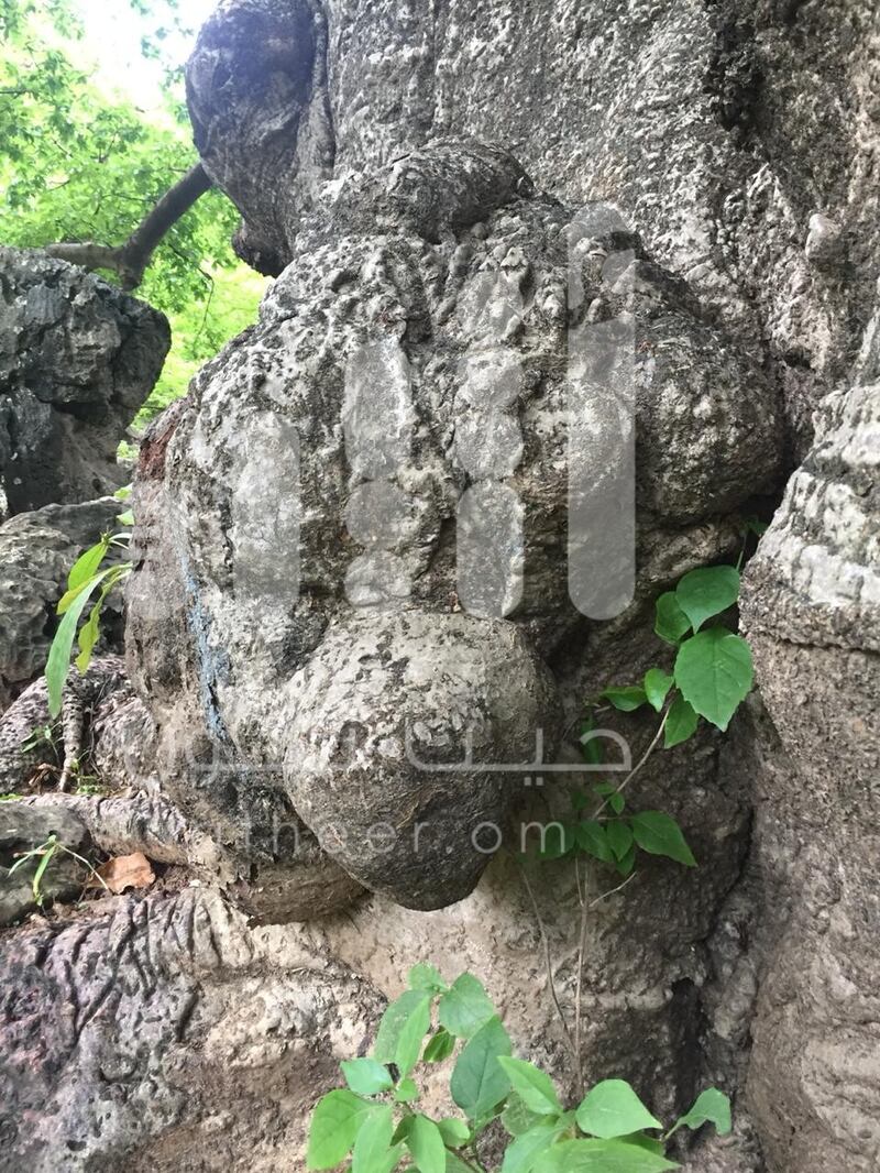 بالصور: مواطن يوثّق رسومات مثيرة وأشكالًا غريبة على  شجرة عملاقة عمرها أكثر من 2000 عام