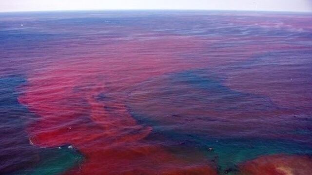 مؤشرات على “المد الأحمر”.. وتنبيه للصيادين