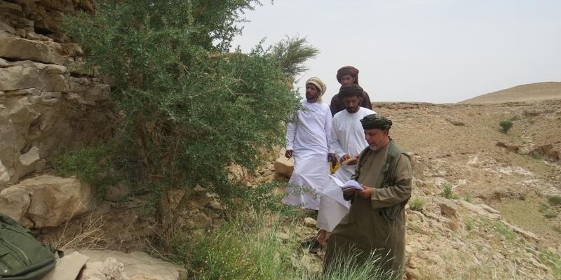 بدء جمع معلومات عن أشجار “المر”، فما أهميتها؟