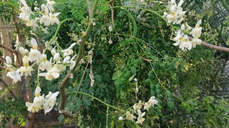 هل تهتم بزراعة “المورينجا”؟