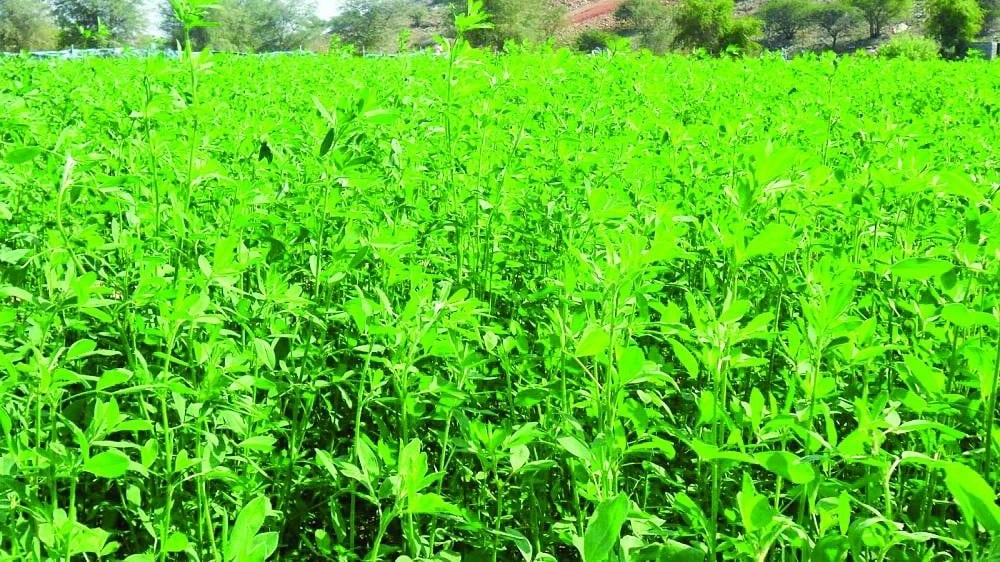 دراسة ألمانية تبحث استهلاك المياه للزراعة في سلطنة عمان