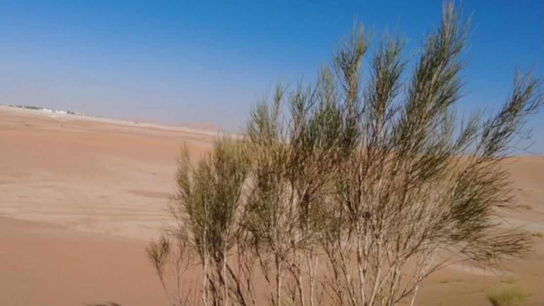 بحيرات بين الكثبان الرملية في نياية المشاش