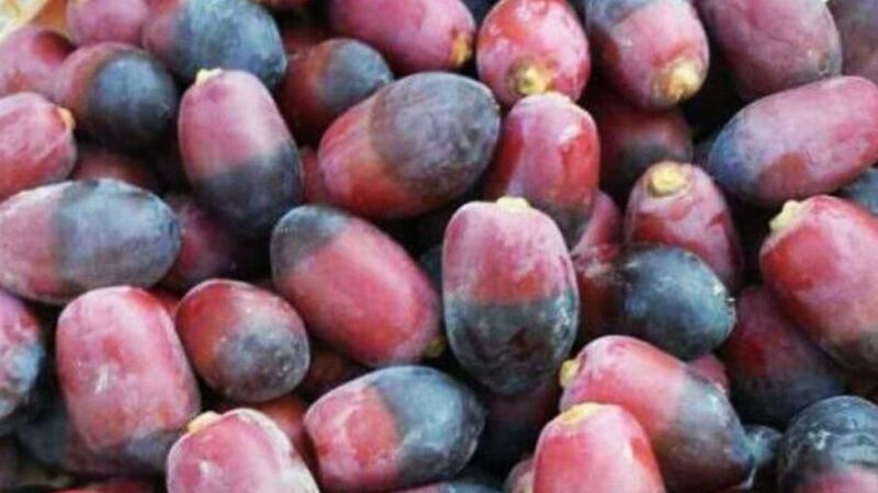 “در الغمام” و”زحمة الخنيزي” في هذه الفترة؛ فما المقصود بهما؟