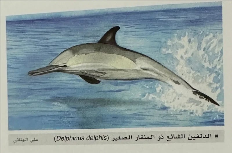 6 أنواع للدلافين في المياه العُمانية؛ فماذا تسمونها في ولايتكم؟