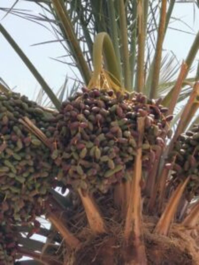 بدء تباشير القيظ في المضيبي