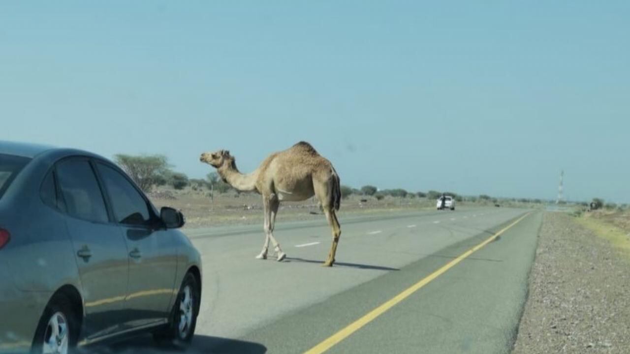 أرواحٌ زُهِقت على طريق وادي الحيملي -وادي الحاجر بسبب الجمال السائبة.. والمناشدات مستمرة