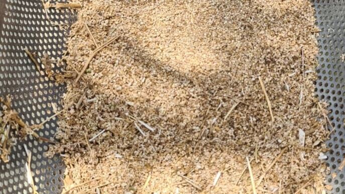 حصاد “الكينوا” من مزارع عمانية؛ فهل تعرف أهمية هذا المحصول؟