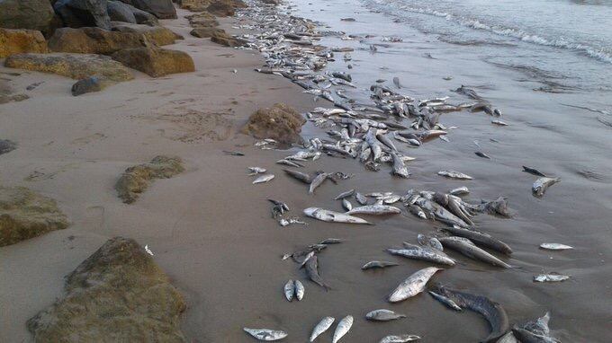 مواطنون يشتكون من انبعاث روائح مزعجة في السيب والبلدية تتفاعل