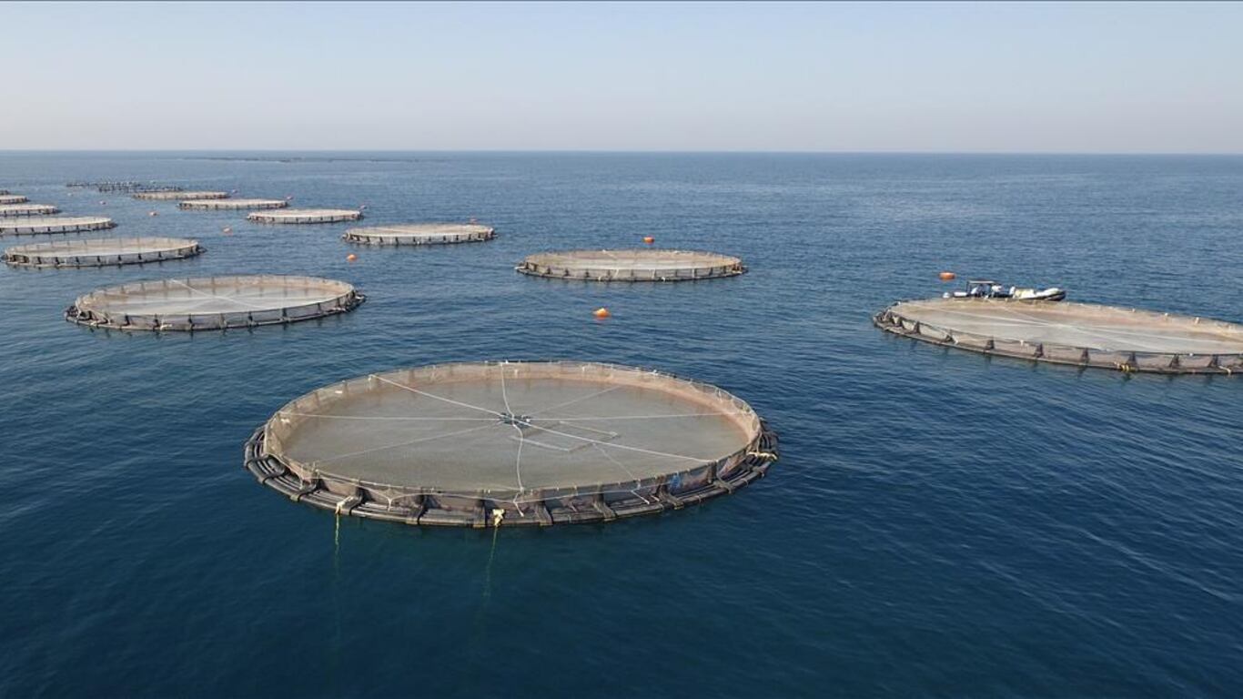 توضيح من “سوق المال” بشأن “تنبيه الأسماك العمانية”