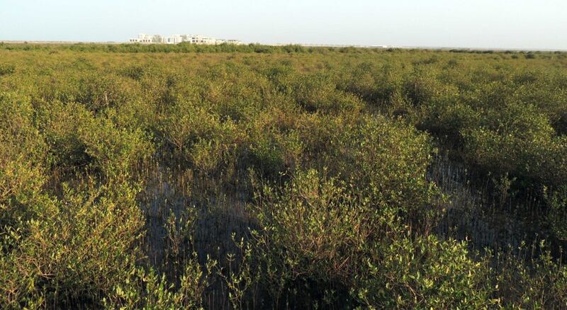لها سمات تميزها: ماذا تعرف عن أشجار القرم في السلطنة؟
