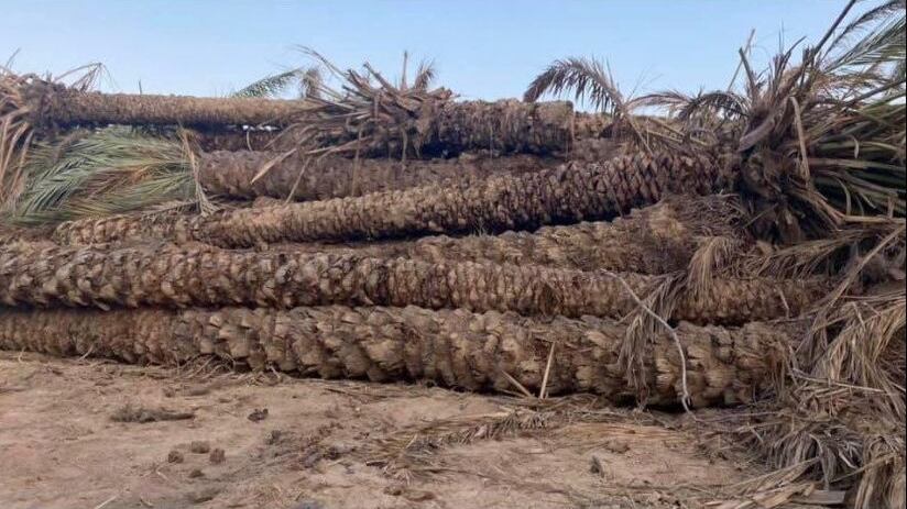 أوامر سامية بتوزيع فسائل لمتضرري شاهين