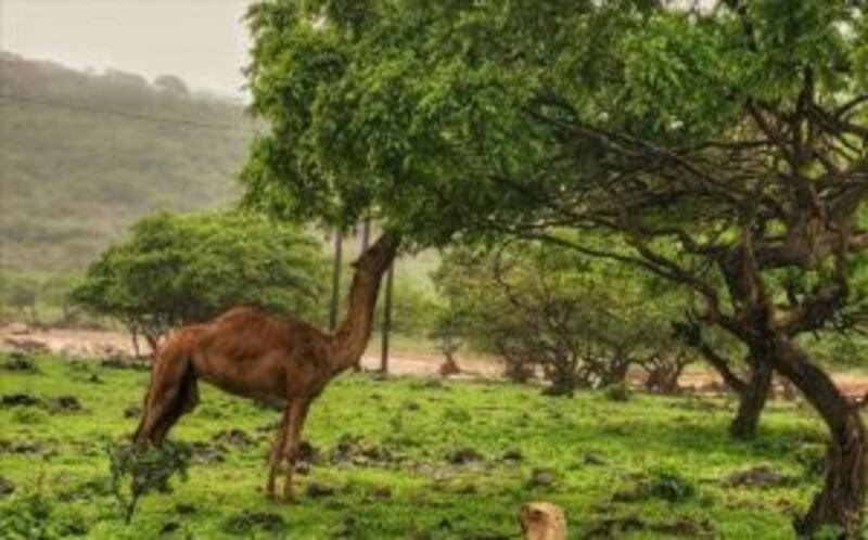 في ظفار: النانا يتحاور مع الخريف.. فماذا تعرف عنه؟
