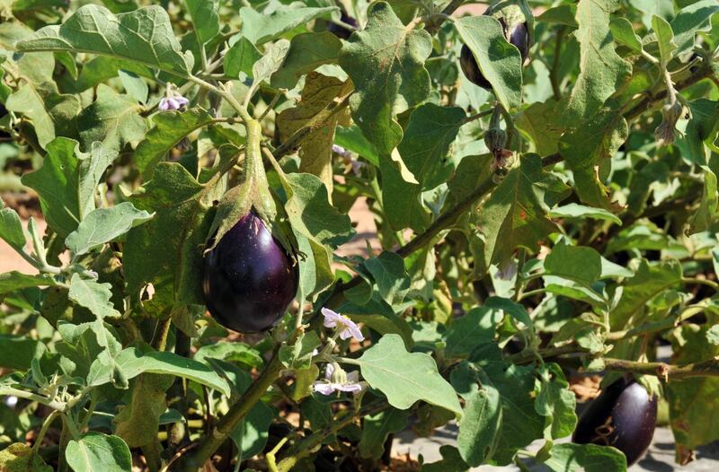 منطقة النجد في بادية ظفار بمقومات طبيعية وبيئة ذات أراضٍ خصبة