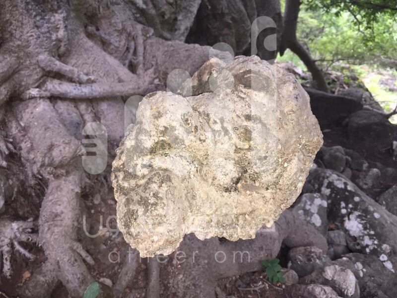 بالصور: مواطن يوثّق رسومات مثيرة وأشكالًا غريبة على  شجرة عملاقة عمرها أكثر من 2000 عام