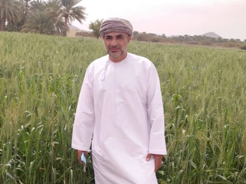 إنتاج أكثر من 560 طنًا من “القمح العماني”