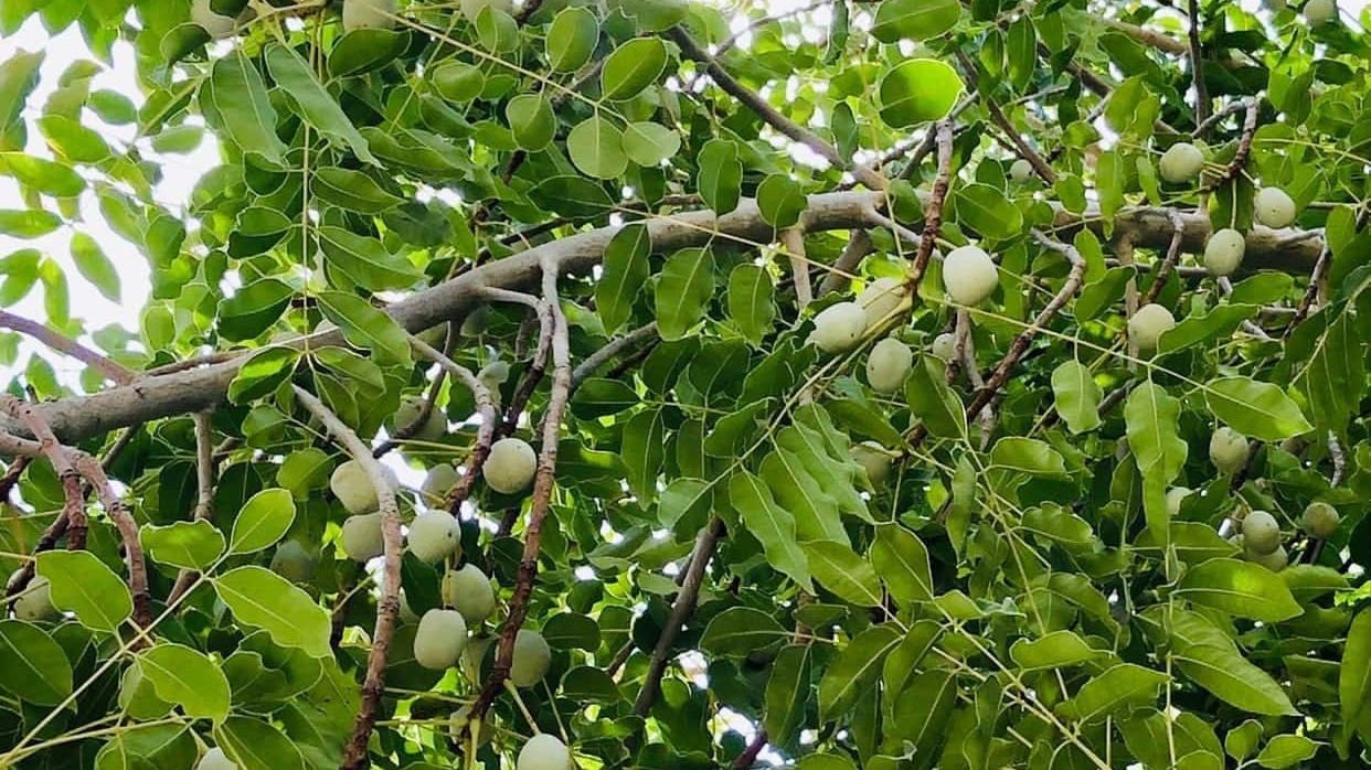 هل تذوقت يومًا طعم فاكهة اللمبج؟