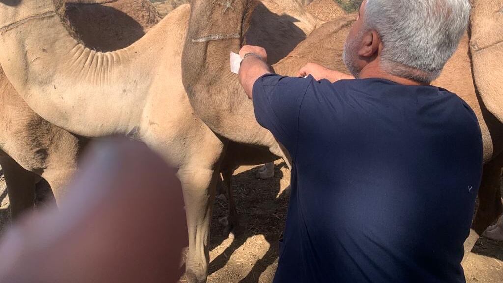 لماذا تم ترقيم أكثر من 55 ألف رأس إبل؟