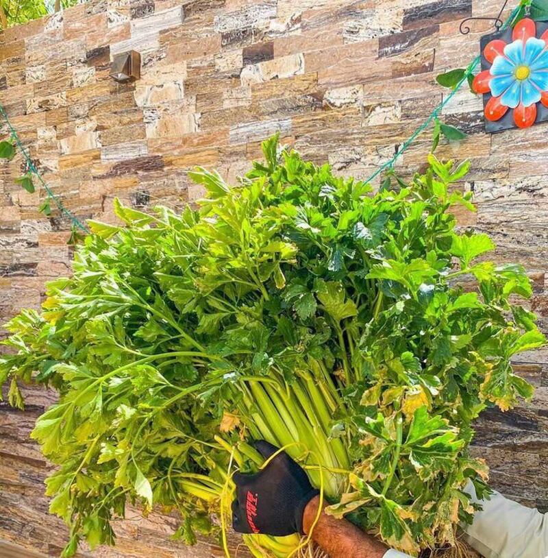بالصور: مواطن يزرع نباتات ذات ثمار عملاقة
